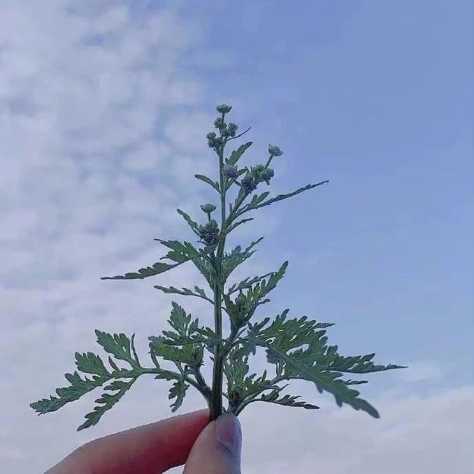139_1621428627719.jpg