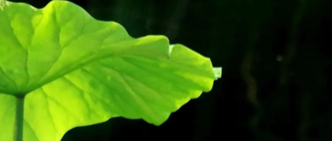 467_1662095105509.jpg