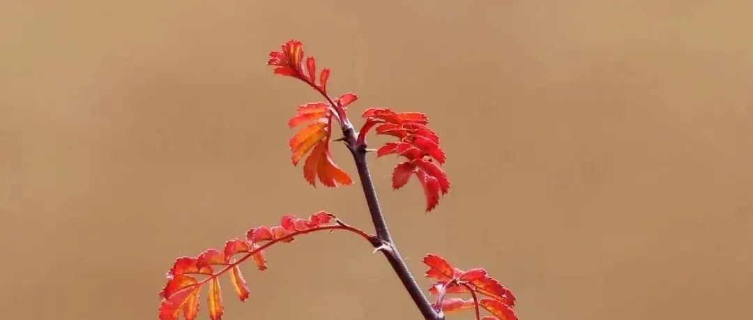 540_1667186106363.jpg