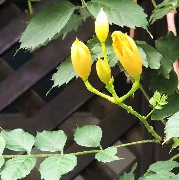 602_1707027094296.jpg